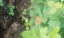 Robert le diable, Polygonia c-album