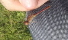 Sympétrum méridional, Sympetrum meridionale