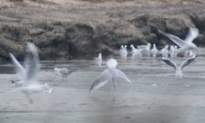 Mouette avec option marteau-piqueur