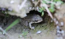 Petite grenouille