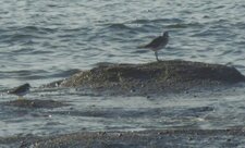 Bécasseau minute et Grand gravelot 