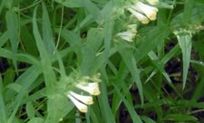 Mélampyre des prés