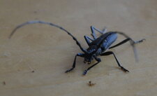 Longicorne