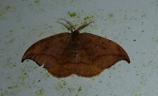 Drepana falcataria. Noctuelle.