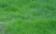 Herbe