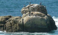 Cormorans
