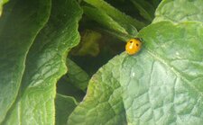 Coccinelle à 2 points
