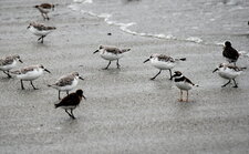 Grand gravelot (sous réserve), bécasseaux sanderling et inconnus de dos 