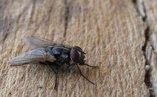 Mouche domestique