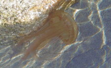 Méduse pélagique (pelagia noctiluca)