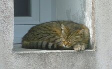 Chat "european short hair" en mode sieste