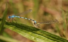 Enallagma cyathigerum