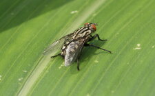 Graphomya maculata