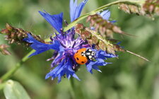Centaurea triumfetti - sous réserve