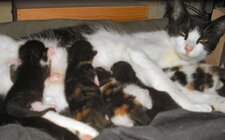 La tétée des chatons
