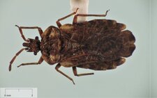 Aradus aequalis