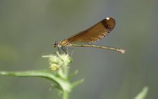 Calopteryx hemorrhoidalis - femelle