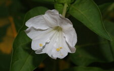 Fleur de belle de nuit