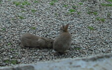 Lapins sauvages