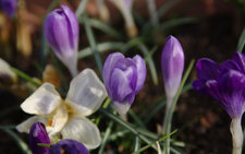 Crocus sp. ?