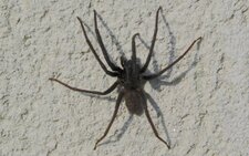 Ségestria sp.