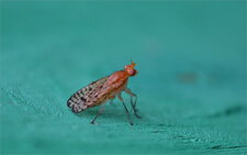 Tetanocera sp.