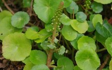 Nombril de Vénus, Umbilicus rupestris