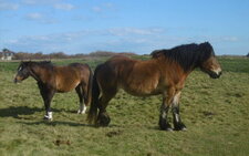 Cheval postier breton