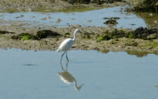 Aigrette garzette