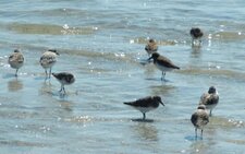 Bécasseaux sanderling