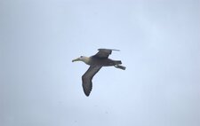 Albatros des Galapagos