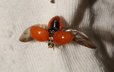 Lady bugs