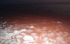 Dunaliella salina