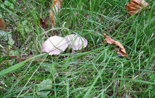 Champignons