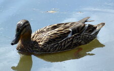Colvert