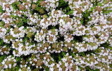 Thym commun en fleurs