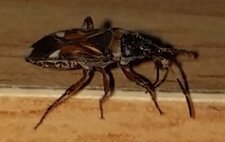Rhyparochromus pini