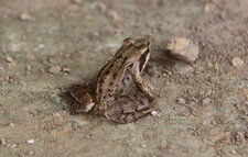 Grenouille des prés ?2