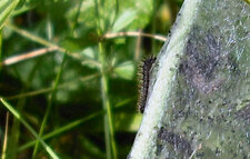 Chenille sur scabieuse des champs