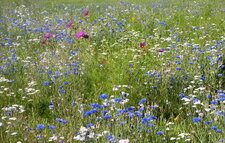 Prairie fleurie
