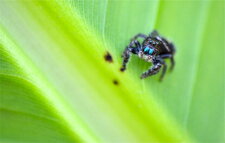 Phidippus audax (2)