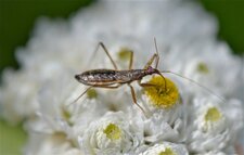 Nabis nigrovittata nearctica