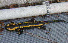 Salamandre tachetée (terrestris)