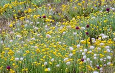 Flore de la dune (2) : hélichryse italienne