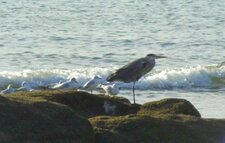 Héron cendré et mouettes rieuses