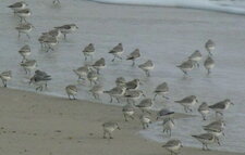 Bécasseaux sanderling