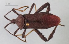 Acanthocephala terminalis