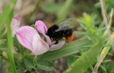 Bombus lapidarius