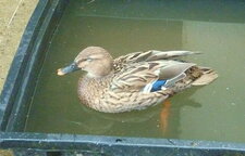 Cane colvert au bain