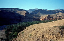Palmiers dattiers (Aurès, Algérie)